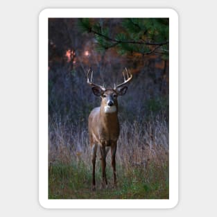 White-tailed deer Sticker